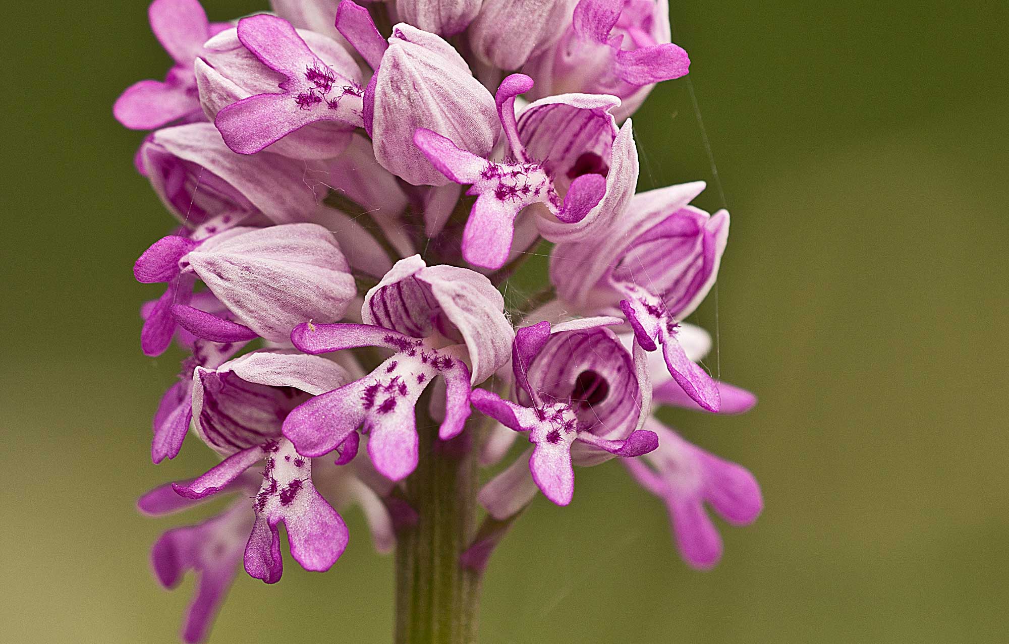 Altre fioriture